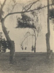 Landschap met bomen